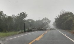 Temporal causa queda de arvores sobre a rodovia GO 210 próximo a cidade de Nova Aurora Temporal causa queda de arvores sobre a rodovia GO 210 próximo a cidade de Nova Aurora