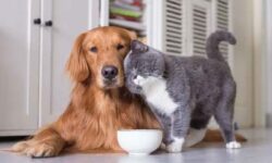 Mutirão de Castração vai atender cães e gatos em Santo Antônio do Rio Verde nos dias 16 e 17 de julho Mutirão de Castração vai atender cães e gatos em Santo Antônio do Rio Verde nos dias 16 e 17 de julho