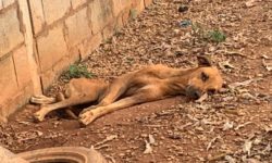 Flagrante: Canil Municipal de Goiandira é encontrado em estado de abandono e maus-tratos; prefeitura se esclarece em nota Flagrante: Canil Municipal de Goiandira é encontrado em estado de abandono e maus-tratos; prefeitura se esclarece em nota