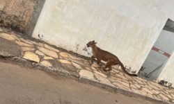 Bombeiros realiza resgate de onça no quintal de uma residência, em Palmeiras de Goiás Bombeiros realiza resgate de onça no quintal de uma residência, em Palmeiras de Goiás