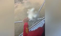 Cabeça de homem é encontrada após corpo ser devorado por jacaré, dizem bombeiros