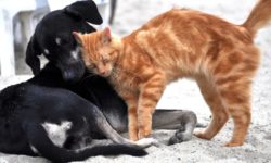 Prefeitura de Catalão realiza mutirão de castração de cães e gatos em Santo Antônio do Rio Verde