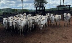 Quadrilha é presa após roubo de 47 cabeças de gado em fazenda no Sul de Goiás Quadrilha é presa após roubo de 47 cabeças de gado em fazenda no Sul de Goiás