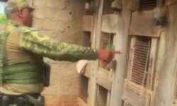 Maus-tratos a animais levam à prisão em chácara de Cristianópolis Maus-tratos a animais levam à prisão em chácara de Cristianópolis