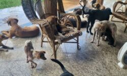 Polícia Militar de Meio Ambiente resgata 22 cães em situação de maus-tratos em Uberlândia