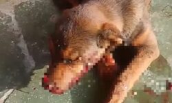 Idosa é levada à delegacia suspeita de agredir cachorro a pauladas na zona rural de Três Ranchos