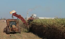 Goiás bate recorde e atinge segundo lugar no ranking nacional de produção de cana-de-açúcar