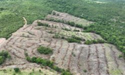 Desmatamento em Goiás cai 44%, aponta Mapbiomas Desmatamento em Goiás cai 44%, aponta Mapbiomas