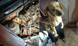 Cachorro é resgatado após ficar preso no motor de carro em Araguari