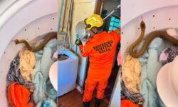 Bombeiros capturam serpente encontrada dentro de máquina de lavar roupas em Pires do Rio