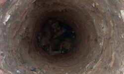 Filhotes de cachorro são resgatados de buraco em obra por bombeiros em Ipameri Filhotes de cachorro são resgatados de buraco em obra por bombeiros em Ipameri