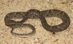 Idosa de 84 anos é picada por jararaca e bombeiros capturam serpente em Ipameri Idosa de 84 anos é picada por jararaca e bombeiros capturam serpente em Ipameri