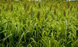 Goiás mantém liderança nacional na produção de sorgo pelo oitavo ano consecutivo