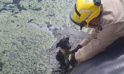 Bombeiros resgatam cachorro preso em represa de frigorífico na zona rural de Pires do Rio