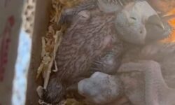 Tráfico de animais silvestres é descoberto na GO-139, e PM resgata 39 filhotes em Marzagão Tráfico de animais silvestres é descoberto na GO-139, e PM resgata 39 filhotes em Marzagão