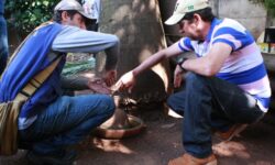 Uberlândia confirma febre amarela em macaco encontrado morto Uberlândia confirma febre amarela em macaco encontrado morto